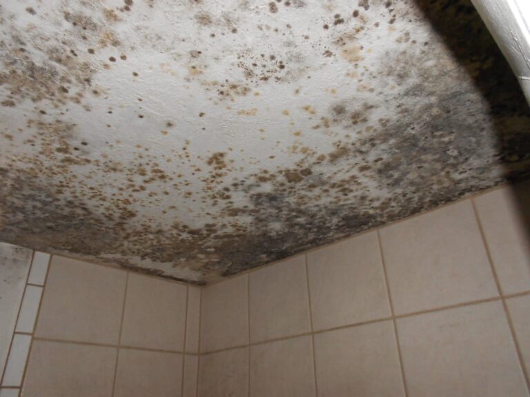 mold removal wichita