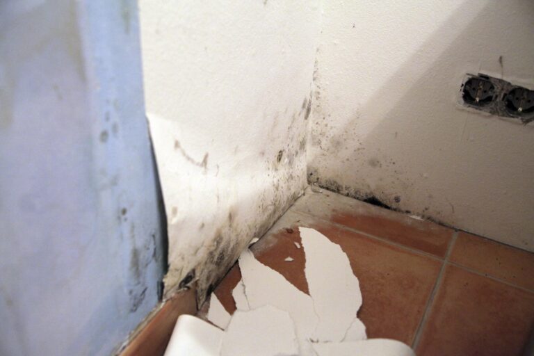 mold removal emporia