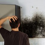 mold damage removal