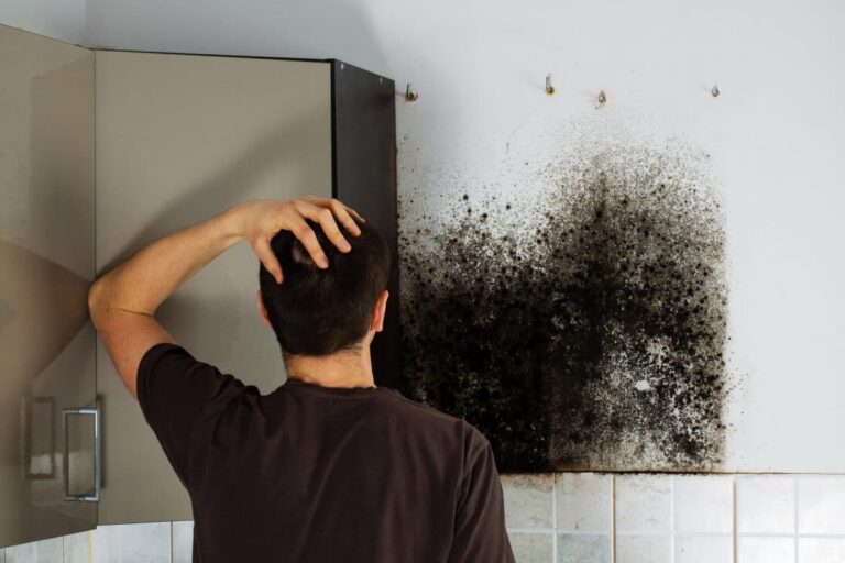 mold damage removal