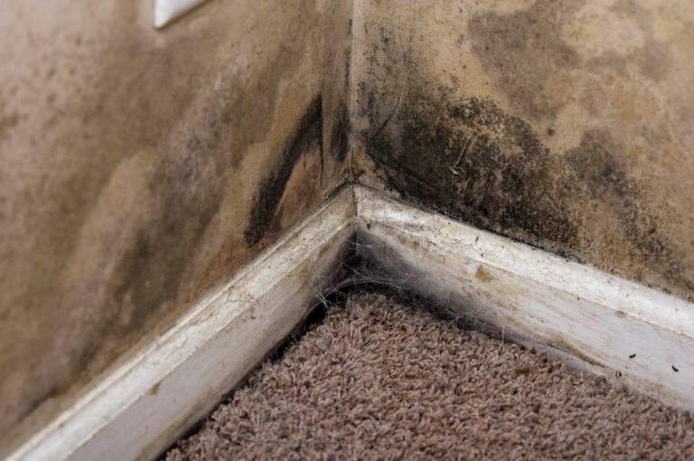 mold cleanup emporia, mold removal emporia